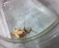 cricket monster 3/7 cricket monster 3/7