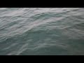 Dolphins play with Law N Order 3
