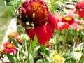 Pollination