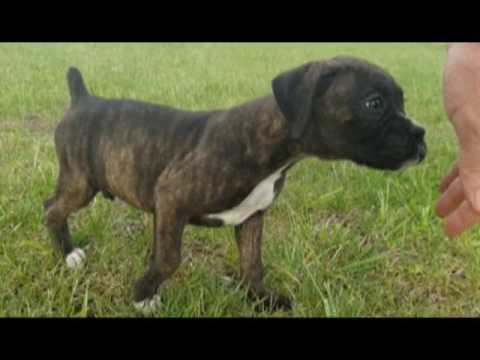 Logan the brindle Boxer puppy