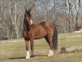 norcal-equine-rescue-auction-rescue.html