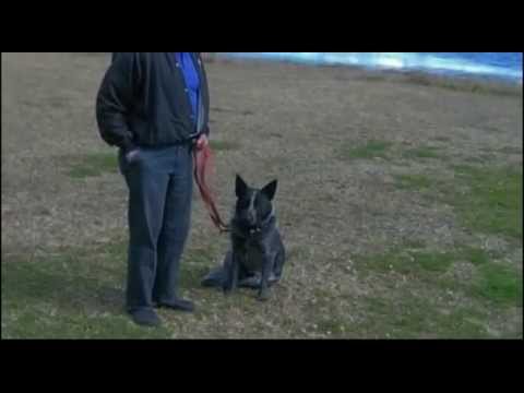 how to train blue heelers