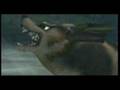 Wolf-Link VS Okami (Amaterasu)