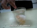 Video Project Physic : Bouncy Egg