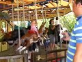 Noah rides an elephant at the zoo Noah rides an elephant at the zoo