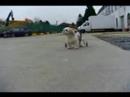 voiturette pour bichon paralys�