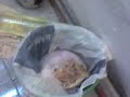 HACIENDO PANQUEQUES!!