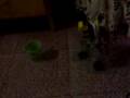 videos de robot bipedo hecho en paraguay 