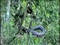 python vs monkey python vs monkey
