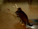 Cat Vs Rc Helicopter