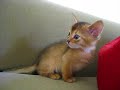 Cliquez pour voir la vid�o
