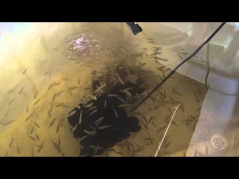 how to grow tilapia