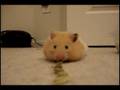 hamster vacum.. on nom nom nom!