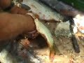 Carp - Kapr - stahování z k??e (recipe ) Carp - Kapr - stahování z k??e (recipe )