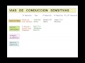 Video explicativo de las generalidades de vías de conducción nerviosa. Vías sensitivas. Cuadro con todas las estacoines de relevo de las vias.