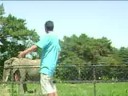 Silly Elephant