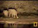 Petes Pond ellies 3jan08 8pm ppt Petes Pond ellies 3jan08 8pm ppt