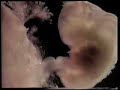 Miracle of Qur'an(5 of 7)