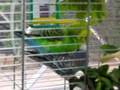 Parakeets Mating