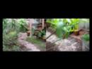 garden walk garden walk