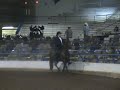 Paso Fino Performance Stallion Joyero La Rosa