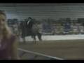 Joyero La Rosa Paso Fino Performance Stallion