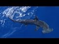    Hammerhead Attacks a Tarpon
