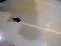 COCKROACH