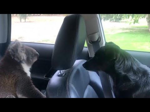 Australien: Koalabär verschanzt sich in einem Auto