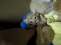 videos de 090627 I'm a chomper!  Not! - Foster Kittens