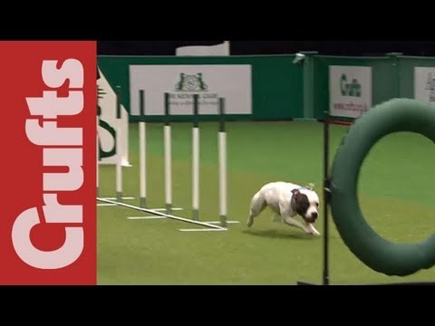staffature bull terrier