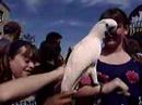 Beautifull Parrots in the Taste of Danforth St.