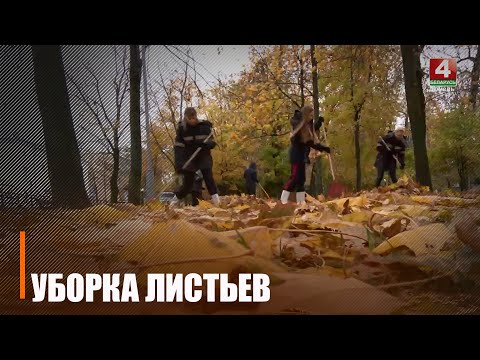 Уборка листьев в Гомеле вступает в активную фазу видео