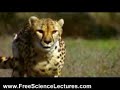 Puma, Bird and Exploding Balloon in Slow Motion