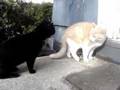 Cat fight