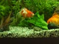 Le poisson rouge et la salade