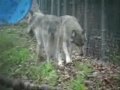 bays-mountain-wolf-pup-introduction-into-the-pack.html