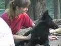 Bays Mountain wolf pup introduction into the pack