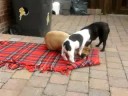 Playtime