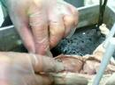 fetal pig fetal pig