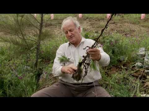 Peter Andrews on Weeds