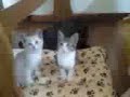 子猫
