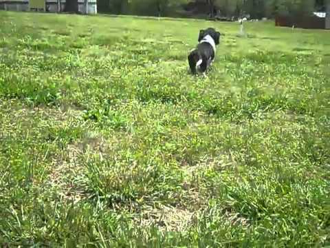 Tri- color Male Basset Hound Puppy