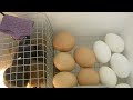 Homemade chicken egg incubator made from styrofoam cooler, hardwire mesh, rocks, desk light, duct tape, glass, and thermometer.