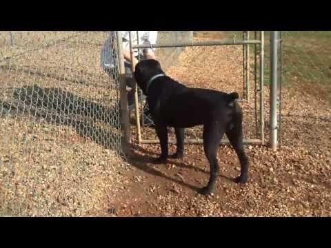 cane corso