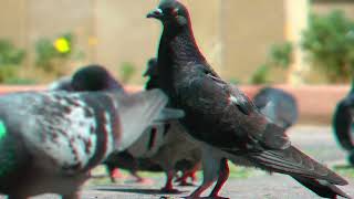 Xerak - PIGEON INVASION