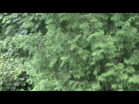 Sony Handycam DCR-SR47 HDD Test 2