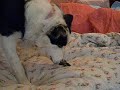 Luna attempting to bury her bone