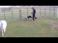First day of herding. First try. Smallest area.