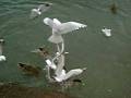 Seagull Vs duck Pt 1